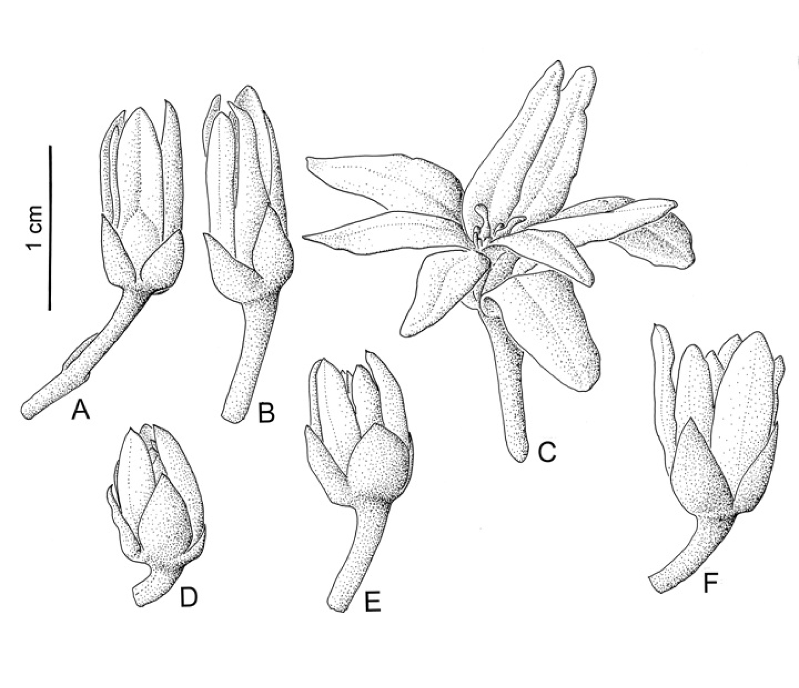 Fig. 1. Morphology of the studied Deeringothamnus flowers: A-C – D. pulchellus; D-F – D. rugelii.
