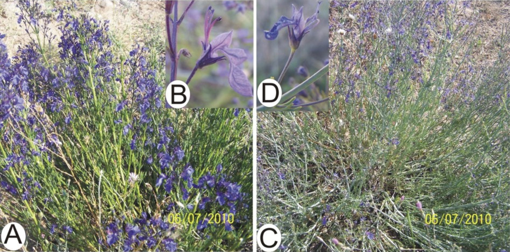 Fig. 1. The general appearances and enlarged flowers of the two varietes of Teucrium pruinosum: A, B – var. aksarayense; C, D – var. pruinosum.
