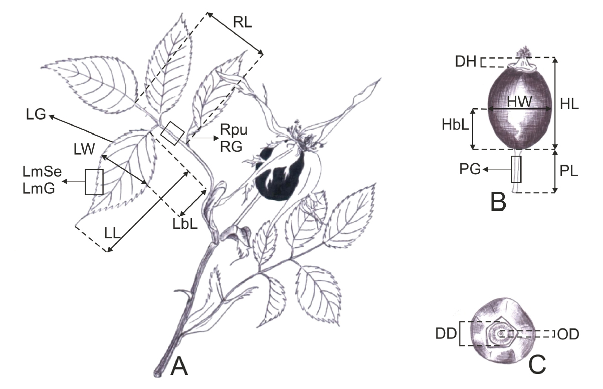 Fig. 1. Morphological characteristics of leaf (A) and fruit (B, C), that were measured or observed; C – upper part of hip.
