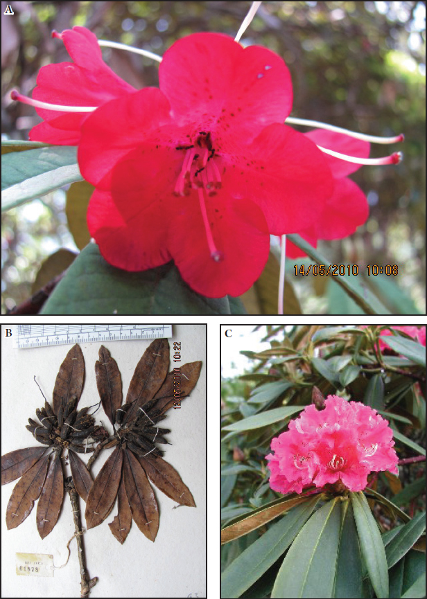 Fig. 1. Habit photographs of Rhododendron arboreum subsp. arboreum: A – Salari forest, Arunachal Pradesh (S. Panda 111, BGC); B – Jabrang, Arunachal Pradesh (G. Panigrahi 61878, CAL); C – Lachung, N Sikkim (S. Panda 16, BGC).