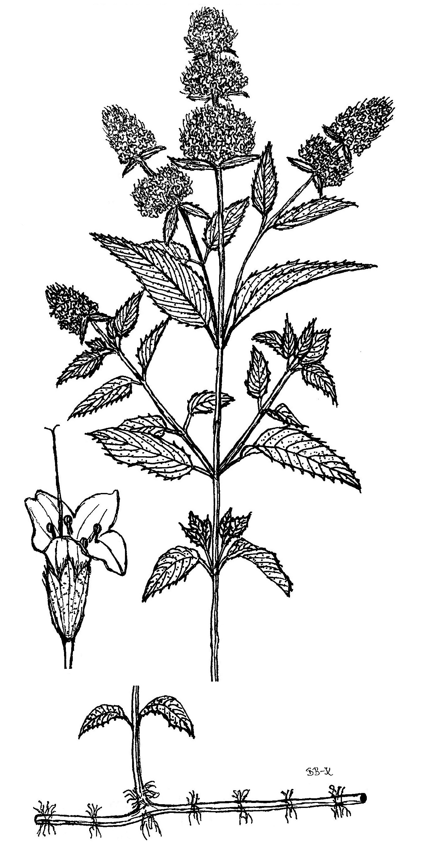 Fig. 1. Mentha ×piperita – shoot and inflorescence, single flower and underground stolons.