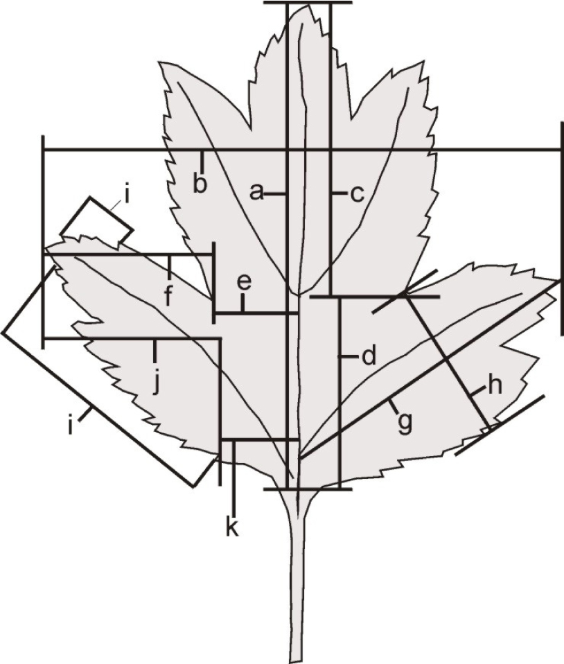 Fig. 1. Quantitative characters scored on leaves from flowering shoots, short shoots and elongate shoot: a – length of leaf blade; b – width of leaf blade; c/c+d=c/a – location of basal sinus; f/e+e – depth of basal sinus = extension of basal lobe to midrib; g – length of basal lobe; h – width of basal lobe; i+i – number of teeth on basal lobe; j/j+k – ratio of serrate part of lobe to lobe length (according to Christensen 1992).