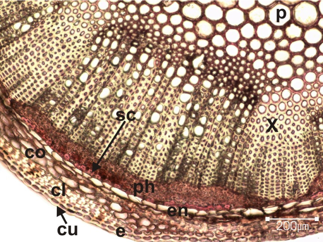 Fig. 1. The transverse section of Origanum leptocladum stem: cu – cuticle; e – epidermis; cl – collenchyma; co – cortex; en – endodermis; sc – scleranchyma; ph – phloem; x – xylem; p – pith.