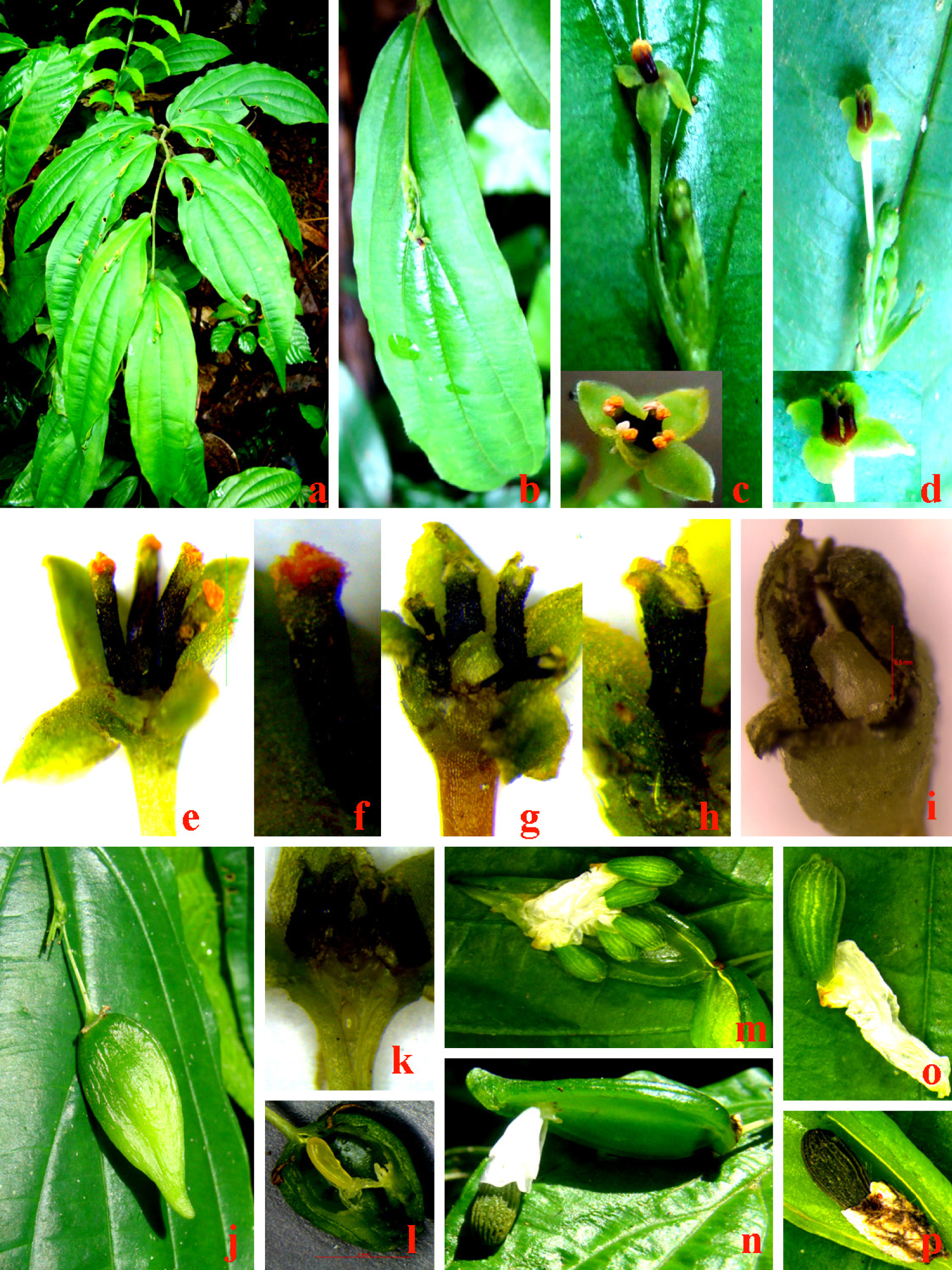Fig. 1. Stichoneuron membranaceum: a – habit; b – inflorescence along the midrib of the leaf; c – male inflorescence and functional male flower before anther dehiscence (inset); d – hermaphrodite inflorescence and functional female flower (inset); e – male flower after anther dehiscence; f – stamen of the functional male flower; g – functional female flower; h – stamen of the functional female flower; i – ovary; j – mature fruit; k – ovule; l – immature seed; m – 5-seeded capsule; n – single-seeded capsule; o – seed with papery aril; p – mature seed. See text for sizes.