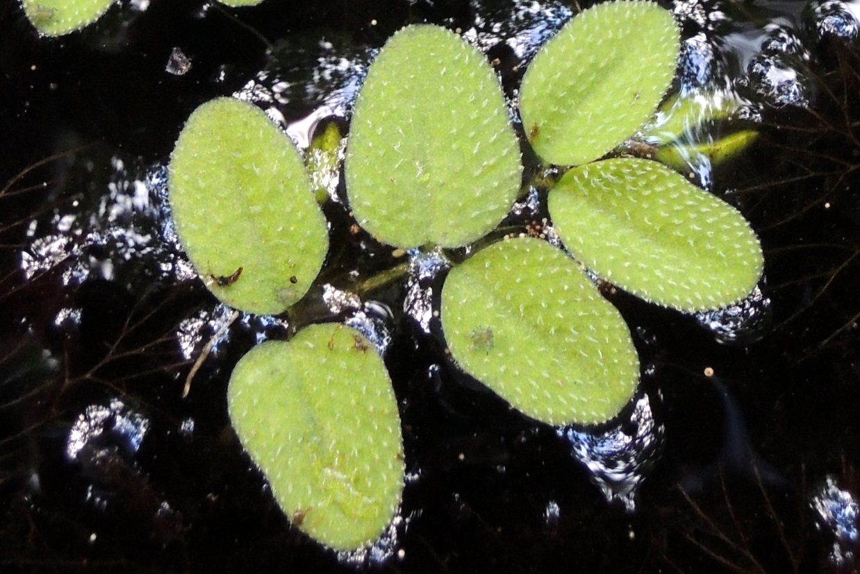 Fig. 1. Salvinia natans in wild nature on the surface of the pond (Mizhrichynskyi Regional Landscape Park).
