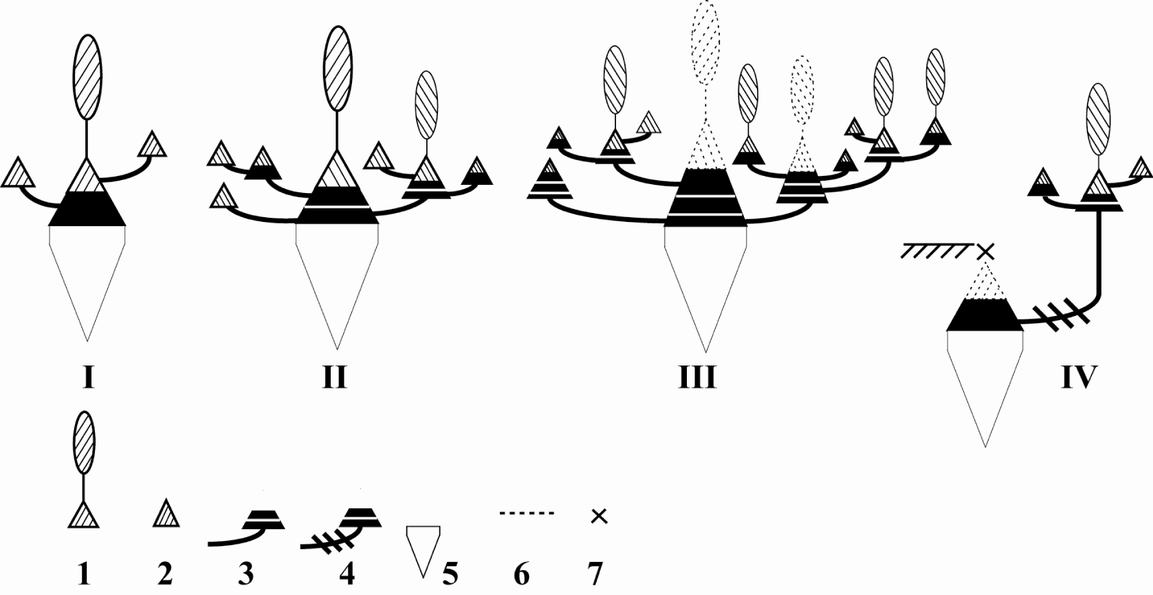 Fig. 1. Principal variants (I-IV) of Crambe koktebelica basic architectural model: 1 – annual semi-rosette flowering shoot; 2 – annual rosellate shoot; 3 – minimoresids (white lines indicate the boundaries of annual growth); 4 – vikarioresids; 5 – taproot system; 6 – eliminated (died) structures; 7 – eliminated apical bud.