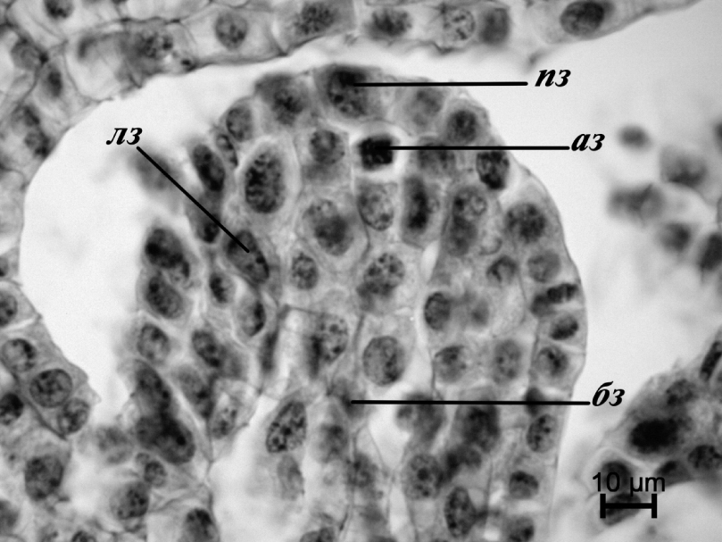 Fig. 1. Ovule primordium of Hemerocallis ×hybrida: аз – apical zone; бз – basal zone; лз – lateral zone; пз – peripheral zone (epidermal layer).