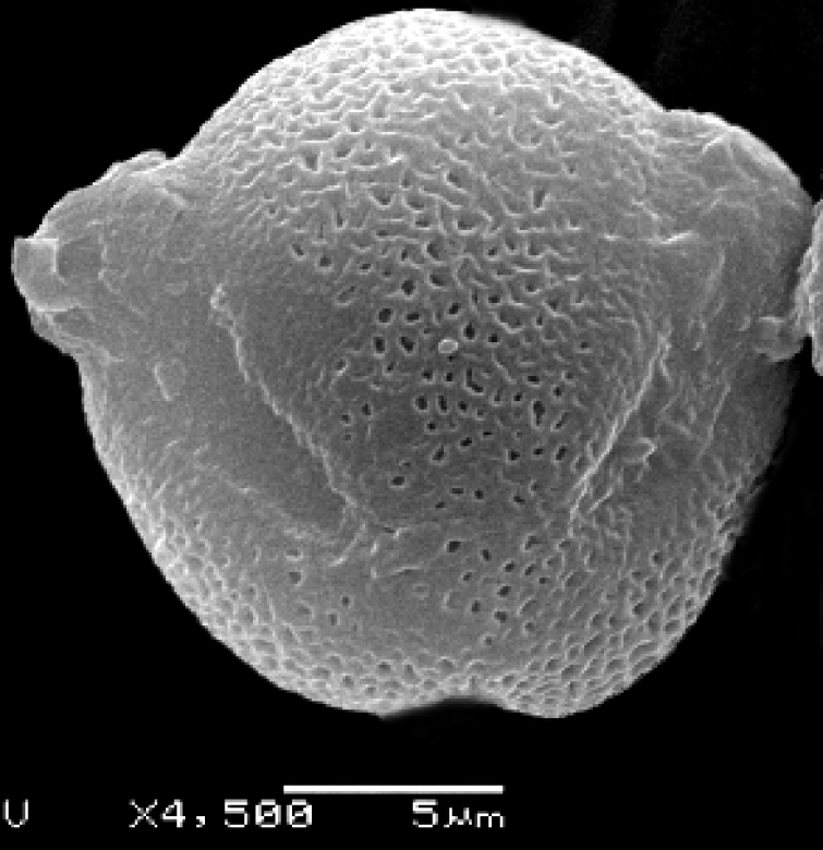 Fig. 1. Pollen grains of the tribe Antirrhineae (SEM): Antirrhinum majus.