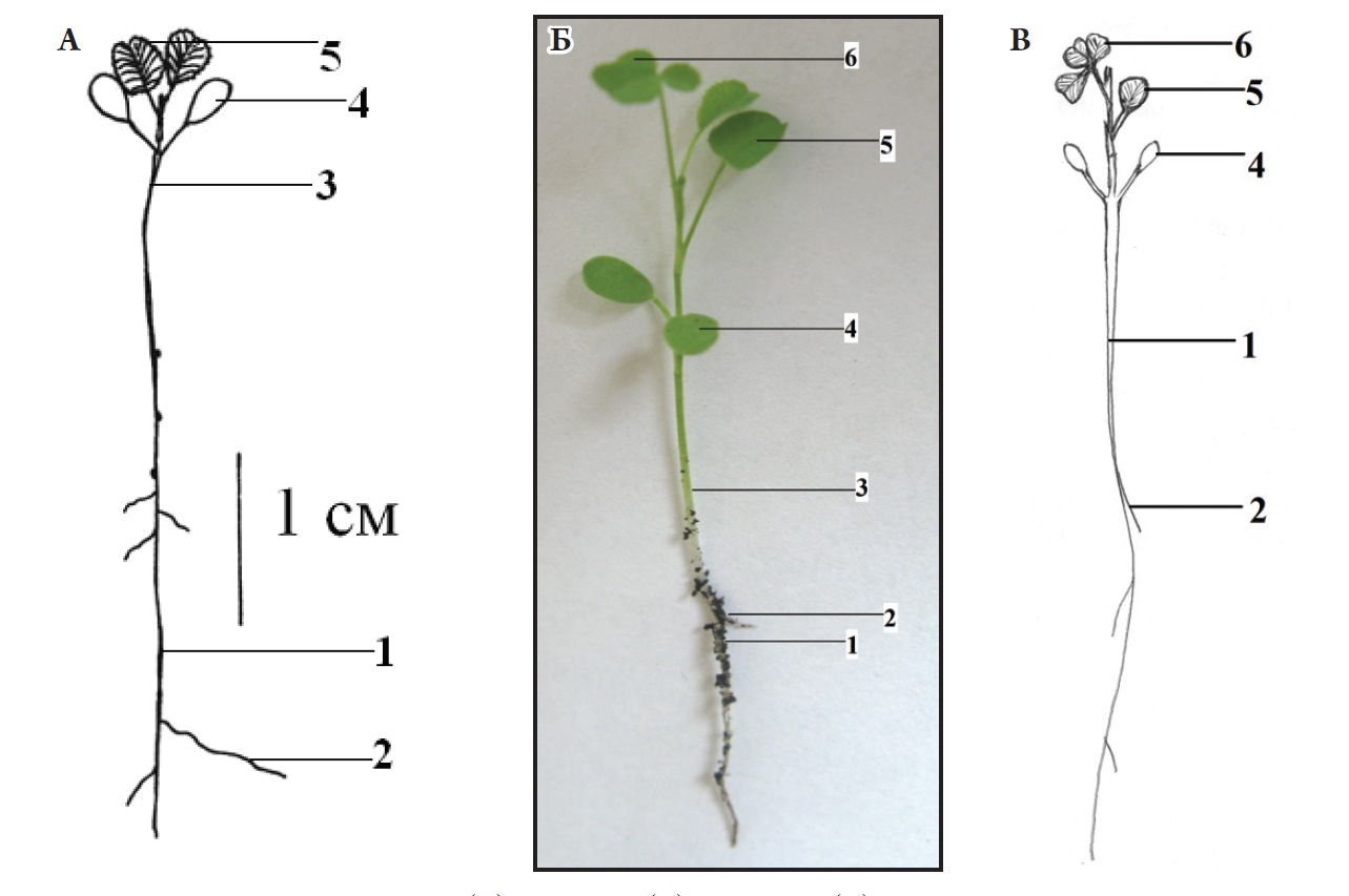 Fig. 1. Sedlings of Trifolium lupinaster (А), T. pacificum (Б) and T. eximium (В): 1 – main root; 2 – lateral root; 3 – hypocotyl; 4 – cotyledon; 5 – composed monolamial leaf; 6 – ternate leaf.