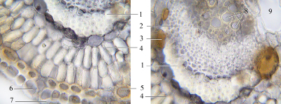 Fig. 3. Fragments of cross-sections through the Hedysarum razoumovianum petioles stained with alkali (×400): А – bark parenchyma; Б – phloem. 1 – sclerenchyma; 2 – phloem; 3 – hypodermal layer with pigment; 4 – bark parenchyma; 5 – collenchyma; 6 – epidermal cell; 7 – cuticle; 8 – xylem; 9 – core cell.