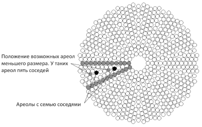 Fig. 2. The model of areolae distribution on a surface of circular diatom valve.
