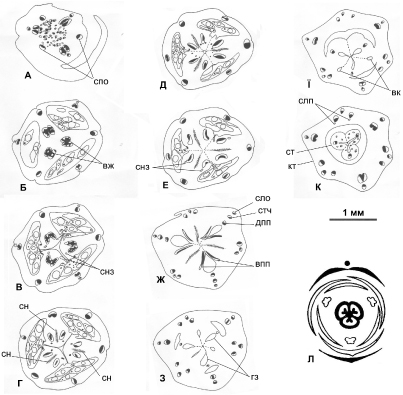 Fig. 1. Series of transverse sections of the inferior ovary of Gladiolus ×hybridus (А-K) and floral diagram of Iridaceae (Л): вж – ventral rib; вк – conducting channel of septal nectary; впп – ventral carpellary bundle; гз – locule; дпп – dorsal carpellary bundle; кт – floral tube; сло – tepal trace; слп – blind bundle; сн – septal nectary; снз – ovule trace; спо – perianth trunk; ст – style; стч – stamen trace.