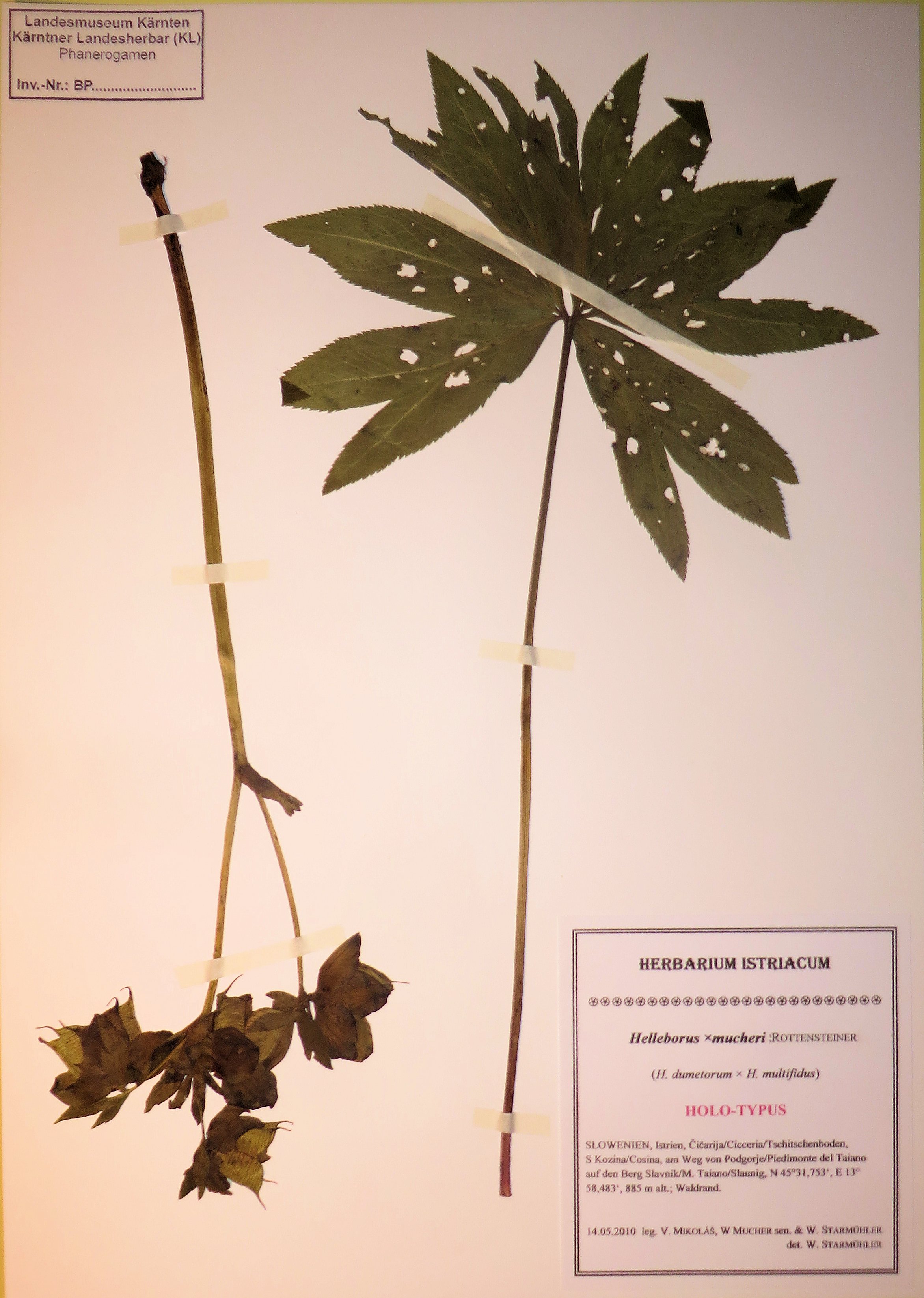 Fig. 11. Holotype specimen of Helleborus ×mucheri in the herbarium KL-Herbarium Istriacum.