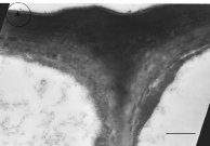 Fig. 2. The fragments of epidermal cells of air leaf of Sagittaria sagittifolia.