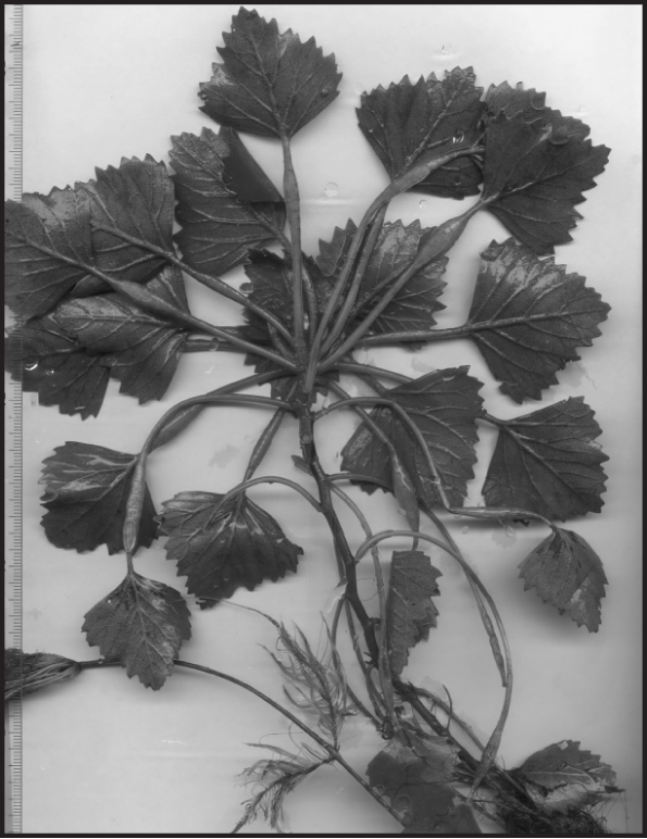 Fig. 1. General view of floatingleaves of Trapa natans.
