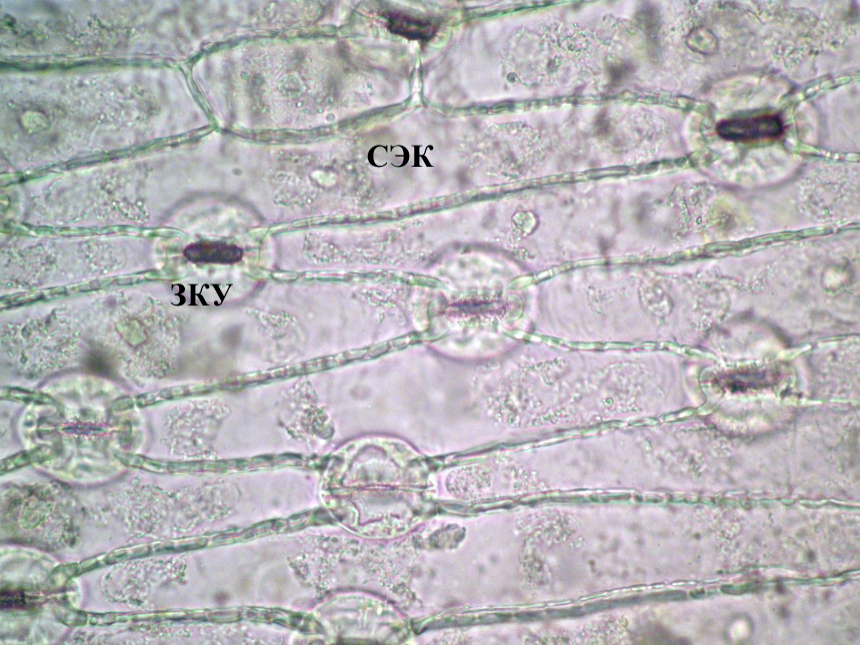Fig. 1. Leave’s epidermis of Iris pumila.