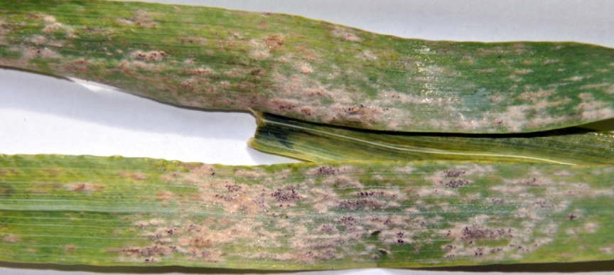 Fig. 1. The development of powdery mildew on different sections of the leaves of wheat variety «Poliska 90».