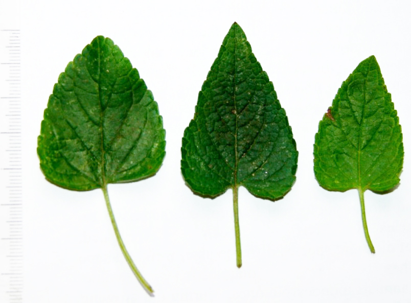 Fig. 1. Leaves of Salvia coccinea.