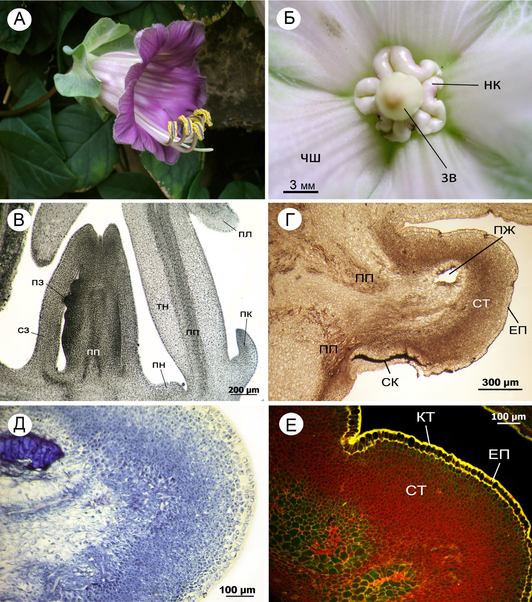Fig. 1. The structural organization of Cobaea scandens generative organs: A – flower common view, Б – intrastaminal nectary: чш – sepals, зв – ovary, нк – nectary; B – longitudinal section of a flower: сз – wall ovary, пз – ovule primordium, тн – stamen thread, pc – petals; пк – petal, пл – nectarial parenchyma, пн – nectary: Г – nectary: пп – vascular bundles; еп – epidermis, ст – secretory tissue, ск – secretory cells with dense cytoplasm, пе – vascular elements; пж – the central cavity (hematoxylin stained), Д – localization of the protein in the cells of nectaries (blue color – the reaction of the protein to bromophenol blue in the presence of mercuric chloride), E – nectary: ст – secretory tissue (red fluorescence – localization of RNA in nectary secreting tissue), кт – cuticle (yellow fluorescence – deposition of cutin), eп – epidermis (akridin. orange., conc. 1:10000).