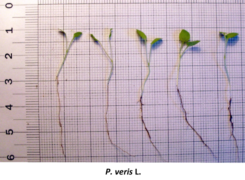 Fig. 1. Comparative sizes of seedlings of some species of the genus Primula L. А – P. veris.