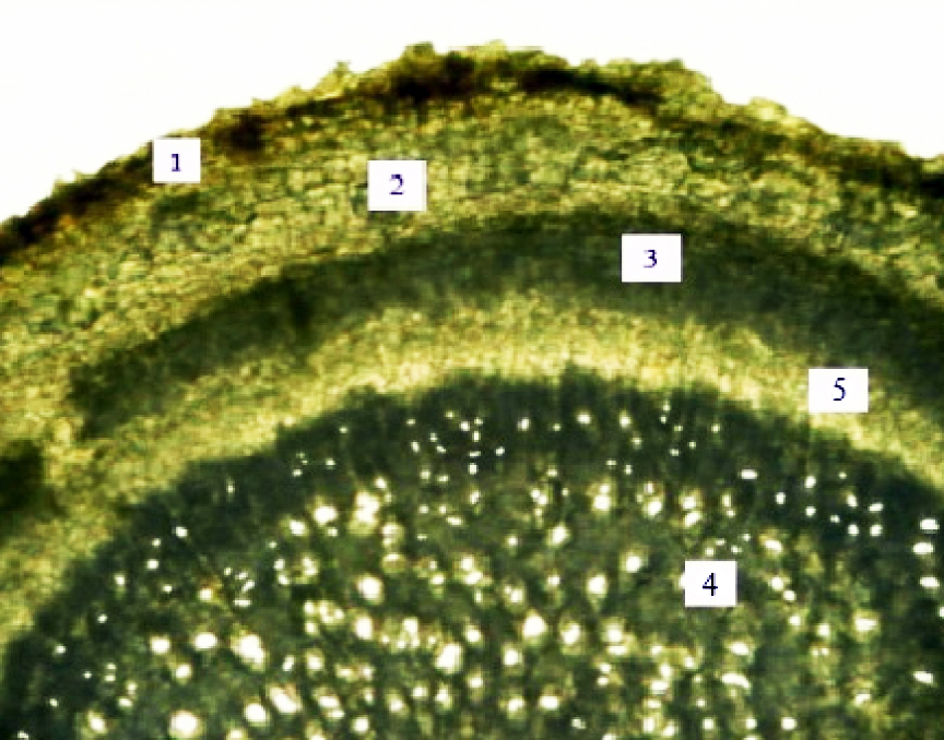 Fig. 1. The root anatomical structure of Linaria vulgaris Mill.: 1 – exodermis, 2 – primary cortex (parenchyma), 3 – phloem, 4 – xylem vessels, 5 – cambial ring.