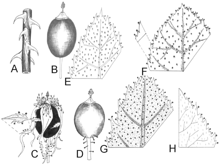 Fig. 2. Morphological differentiation within the distinguished varieties of Rosa agrestis Savi; A – part of long shoot; B, C, D: fruit; E: part of leaf (upperside); F, G, H: part of leaf (underside).Complexes of characteristics: R. agrestis var. agrestis (A, B, E, F), R. agrestis var. schulzei (A, C, D, E, F), R. agrestis var. albiflora (A, B, G, H), R. agrestis var. gizellae (A, C, D, G, H).