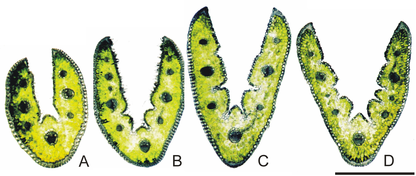 Fig. 1. Cross-sections of Festuca trachyphylla from different habitats:A-B xerothermic grasslands, C-D sand dunes. Scale bar=1 mm.
