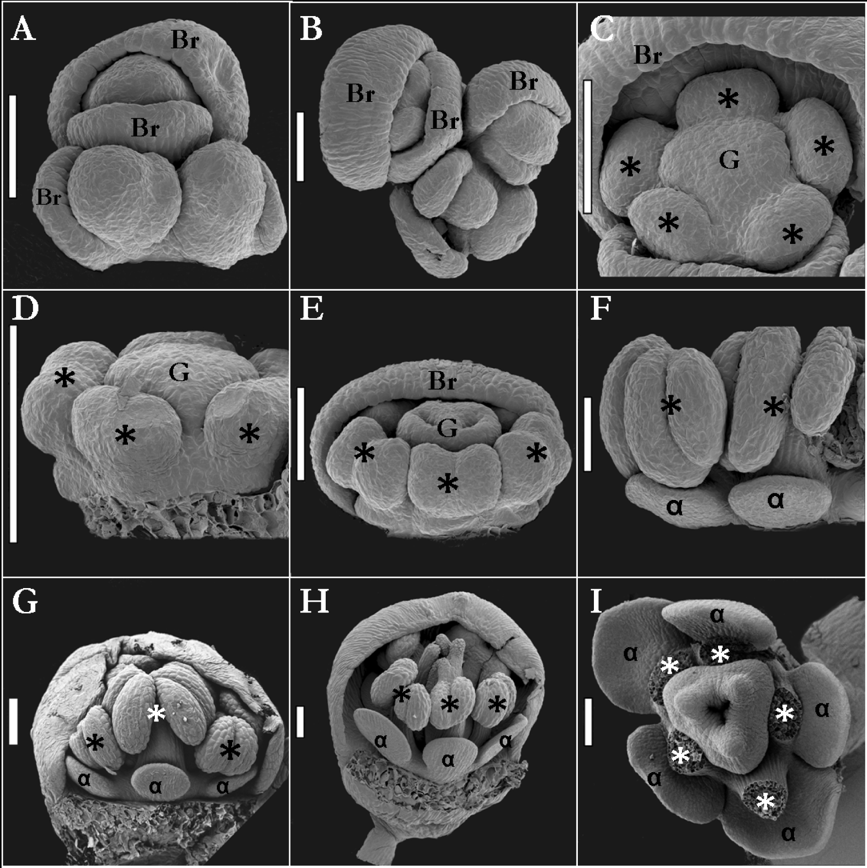 Fig. 1. Claytonia sibirica (A-F and I) and Claytonia perfoliata (G-H) SEM figure plate. A-B – inflorescence; C-D – stamen and carpel early development; E-G – petaloid initiation from the base of the stamens; H-I – growth of petaloids and full developed flower. (White bar A–I = 100µm). Br = bracteoles; α = petaloids; ✴ = stamens and stamen primordia; G = gynoecium and gynoecium primordium.
