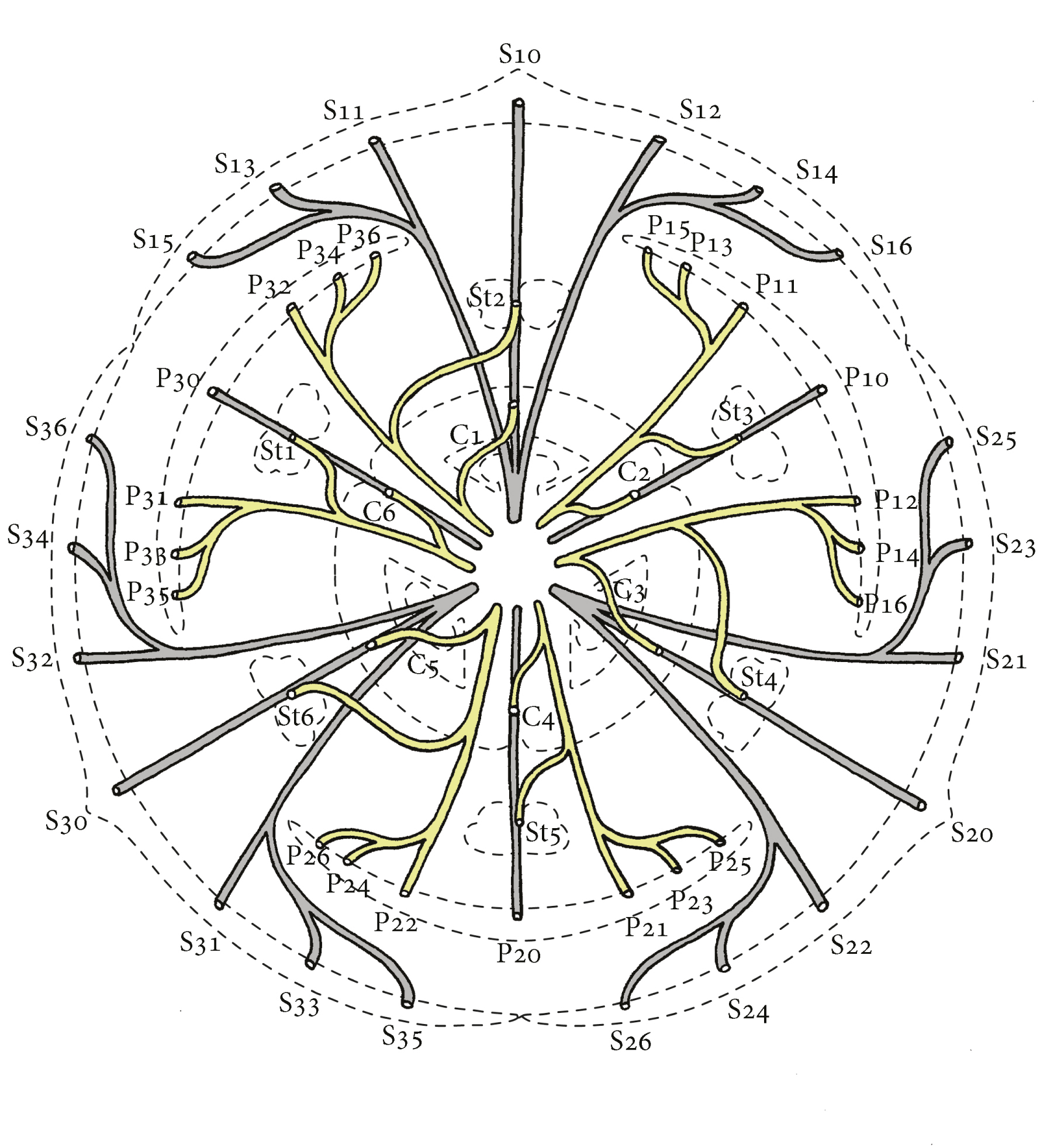 Fig. 4. The diagram of the main flower vascularization in Fritillaria montana Hoppe. See abbreviations in text.