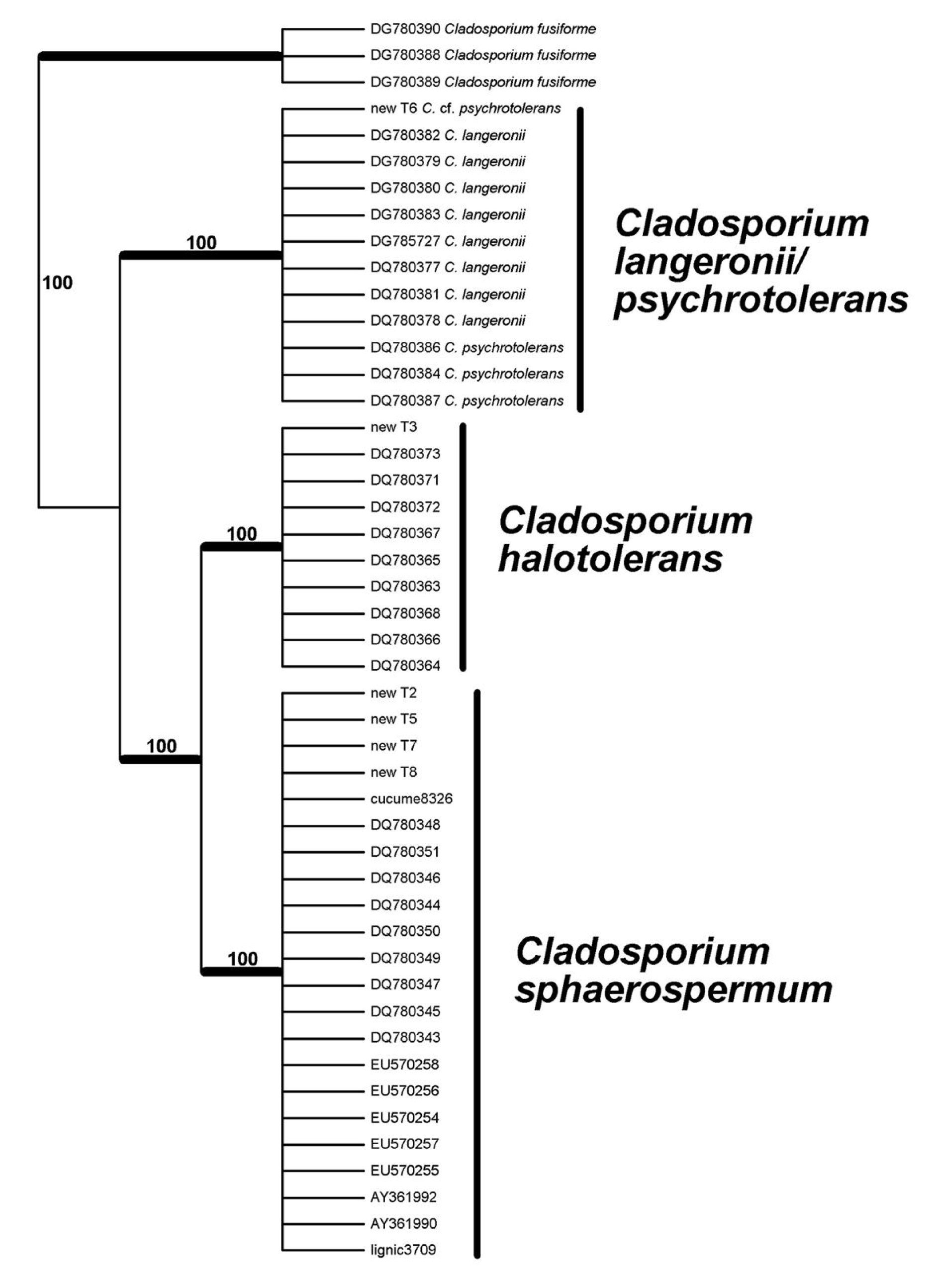 Fig. 1. Phylogenetic tree of the members of the genus Cladosporium after ITS1/UTS2 gene of nuclear DNA.