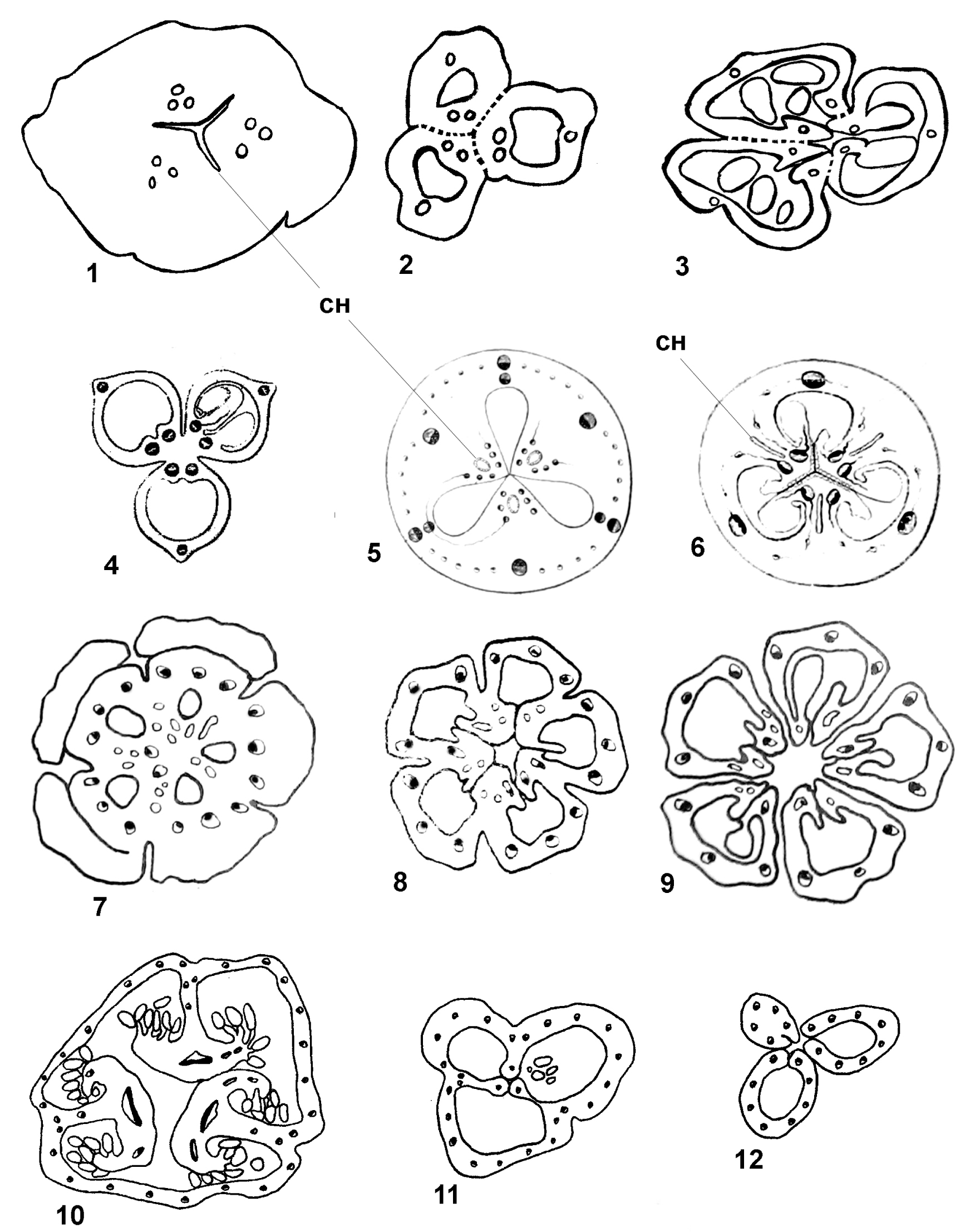 Fig. 1. Schematic structure of the gynoecium at the levels of various structural zones: Tofieldia calyculata (L.) Wahlenb. (А-В), Helleborus foetidus L. (Г), Narcissus poeticus L. (Д), Funkia subcordata Spreng. (Е), Adromischus cristatus (Haw.) Lem. (Є-З), Hypericum maculatum Сrantz (И-І). Г-Е from van Tieghem (1875); сн – septal nectary.