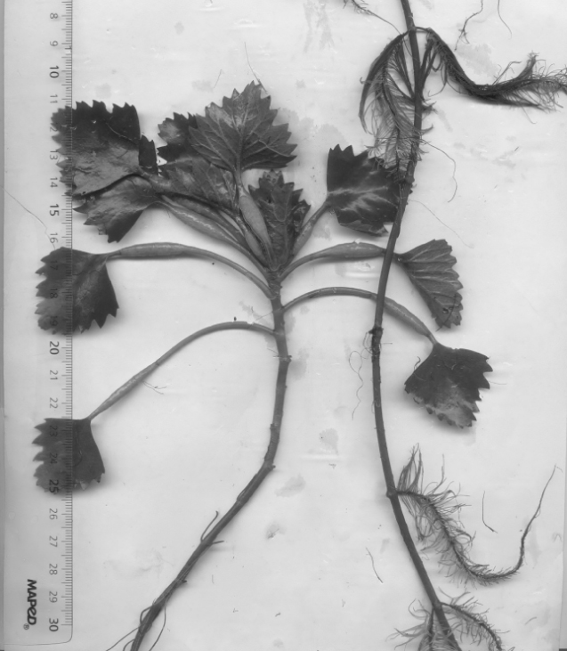 Fig. 1. General view of floating leaves of Trapa natans.