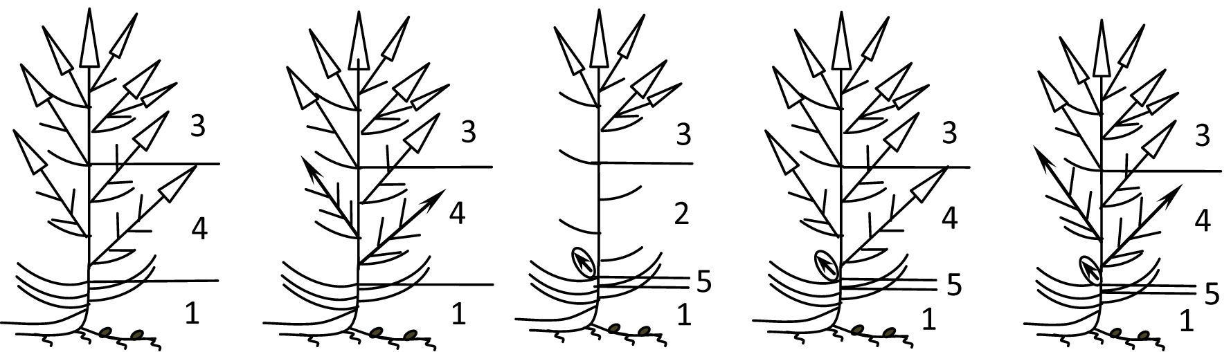 Fig. 1. Morphological multiplicity monocarpic shoots of R. × anceps: 1 – lower zone of inhibition; 2 – medium zone of inhibition; 3 – main inflorescence; 4 – amplification zone; 5 – innovation zone.