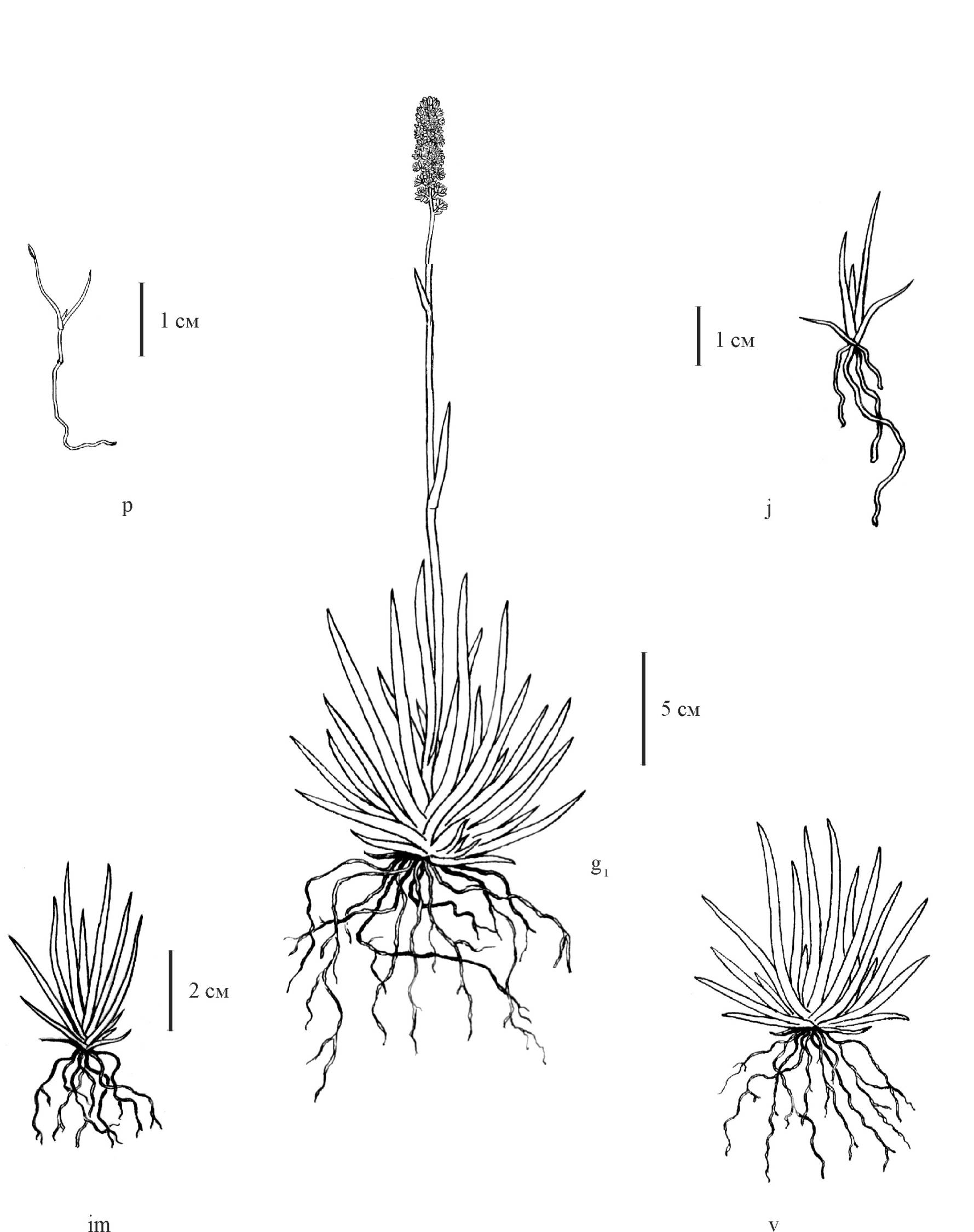 Fig. 1. The age stages of Tofieldia calyculata: p – plantlet; j – juvenile plant; im – immature plant; v – virginile plant; g1 – young generative plant.