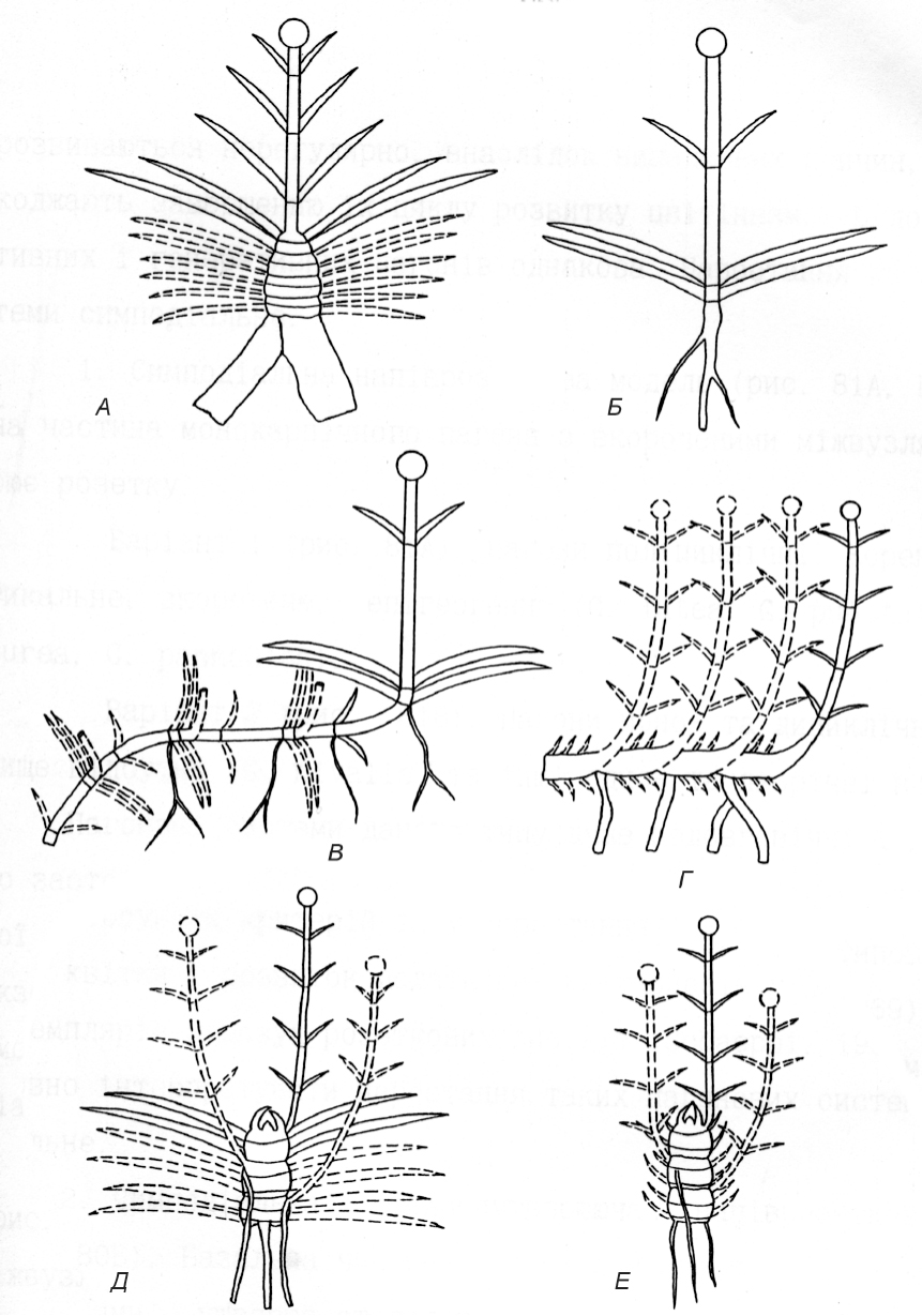 Fig. 1. Models of shoot formation of Gentiana: sympodial semi-rosette with polycyclic (A) and mono-, dicyclic (B) shoots; sympodial stoloniferous semi-rosette (B); sympodial rosetteless (D); short axis monopodial with rosette and rosetteless (E) skeletal shoots.