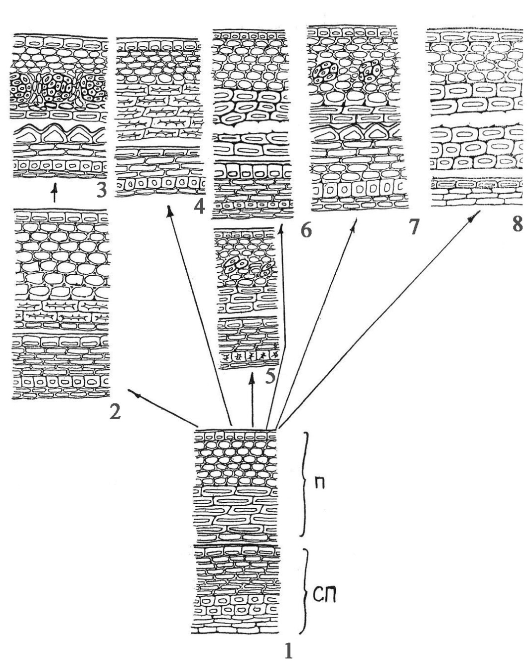 Fig. 1. Possible trends of specialization of pericarp and spermoderm structure in the Celastraceae (orig.). 1 – ancestral type of structure of the pericarp and spermoderm, 2 and 3 – pericarp and spermoderm types in subfamilies Celastroideae, 4 – pericarp and spermoderm type in subfamily Tripterygioideae, 5 and 6 – pericarp and spermoderm types in subfamilies Cassinoideae, 7 – pericarp and spermoderm type in subfamily Hippocrateoideae, 8 – pericarp and spermoderm type in subfamily Siphonodontoideae, П – pericarp, СП – spermoderm.
