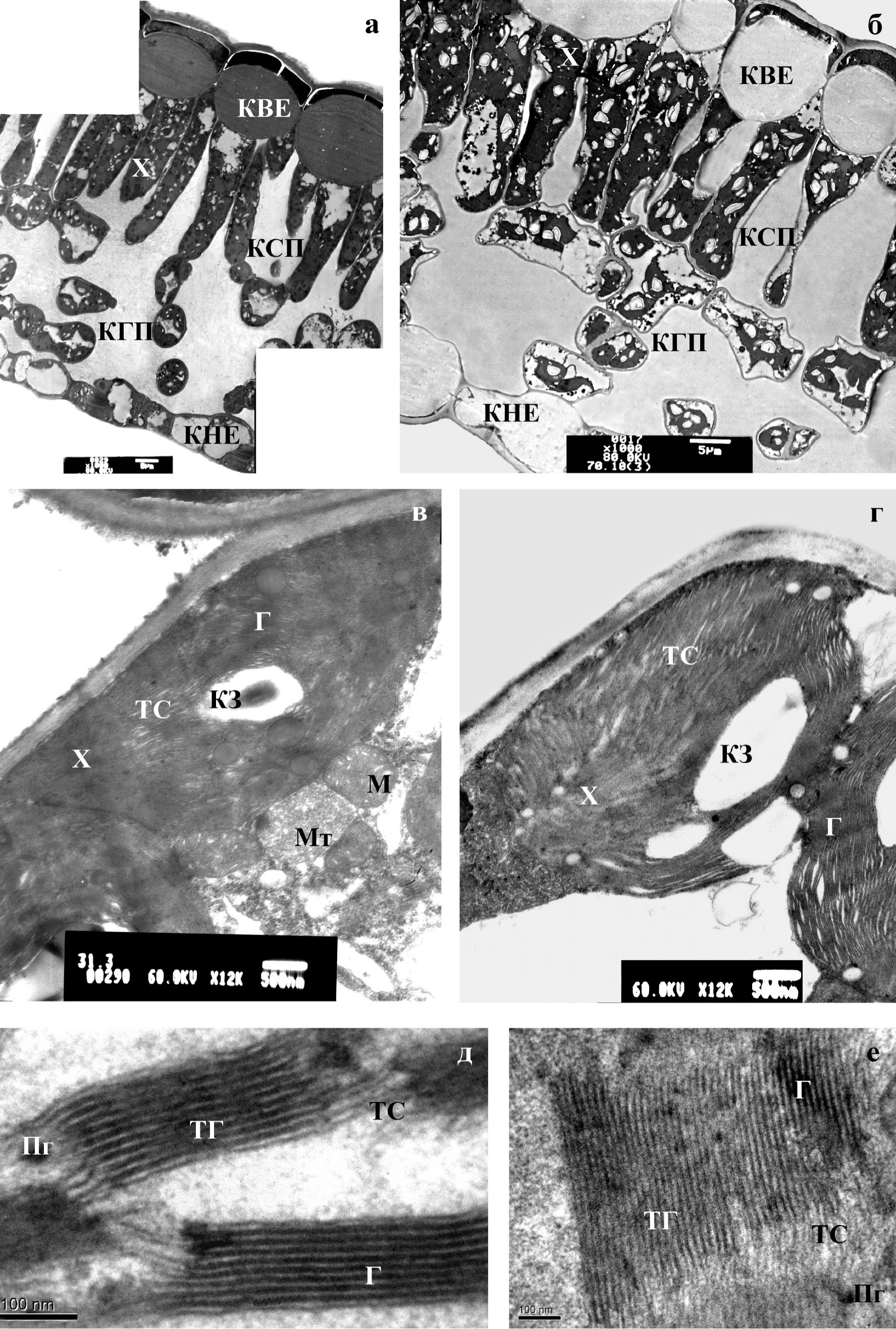 Fig. 1. Ultrastructure of cells and their fragments from upper (а, в, д) and lower (б, г, е) leaves of Acer platanoides. Fragment of leaf cross-section (а, б), chloroplasts (в, г), granae (д, е). Abbreviations: Г – grana, КВЭ – cell of upper epidermis, КГП – cell of spongy parenchyma, КЗ – starch grain, КНЭ – cell of lower epidermis, КСП – palisade cell, Пг – plastoglobule, ТГ – grana thylakoids, ТС – stroma thylakoids.