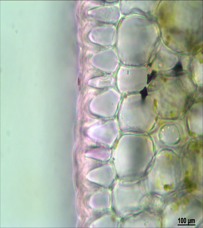 Fig. 1. The leaf structure of Sansevieria thyrsiflora Thunb.