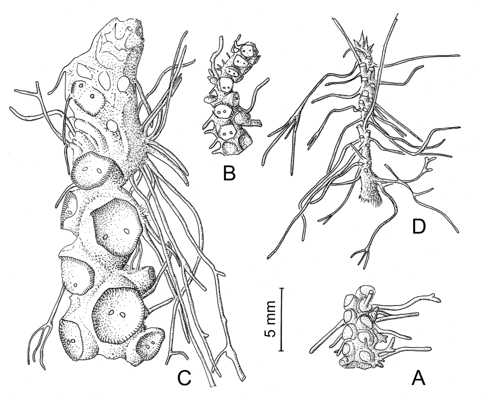 Fig. 1. External rhizome morphology (dorsal view): A – Ceradenia alboglandulosa; B – C. deltodon; C – Zygophlebia humbertii; D – Z. torulosa.