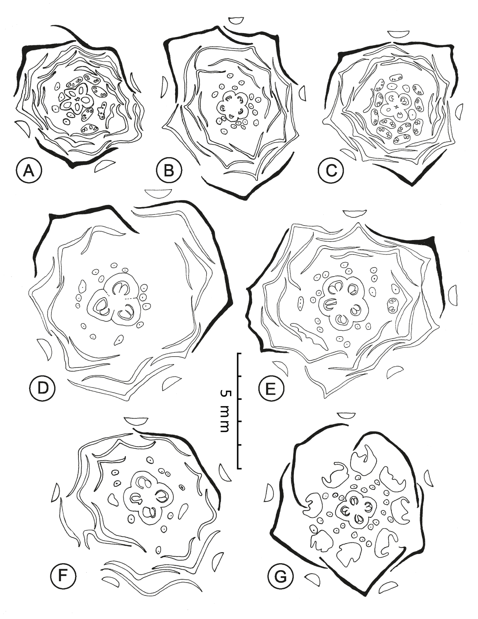 Fig. 4. Hand cross-sections of some double flowers of Nigella damascena (A-F), arranged in increasing bract numbers, sepals in black; G – wild-type flower for comparison.