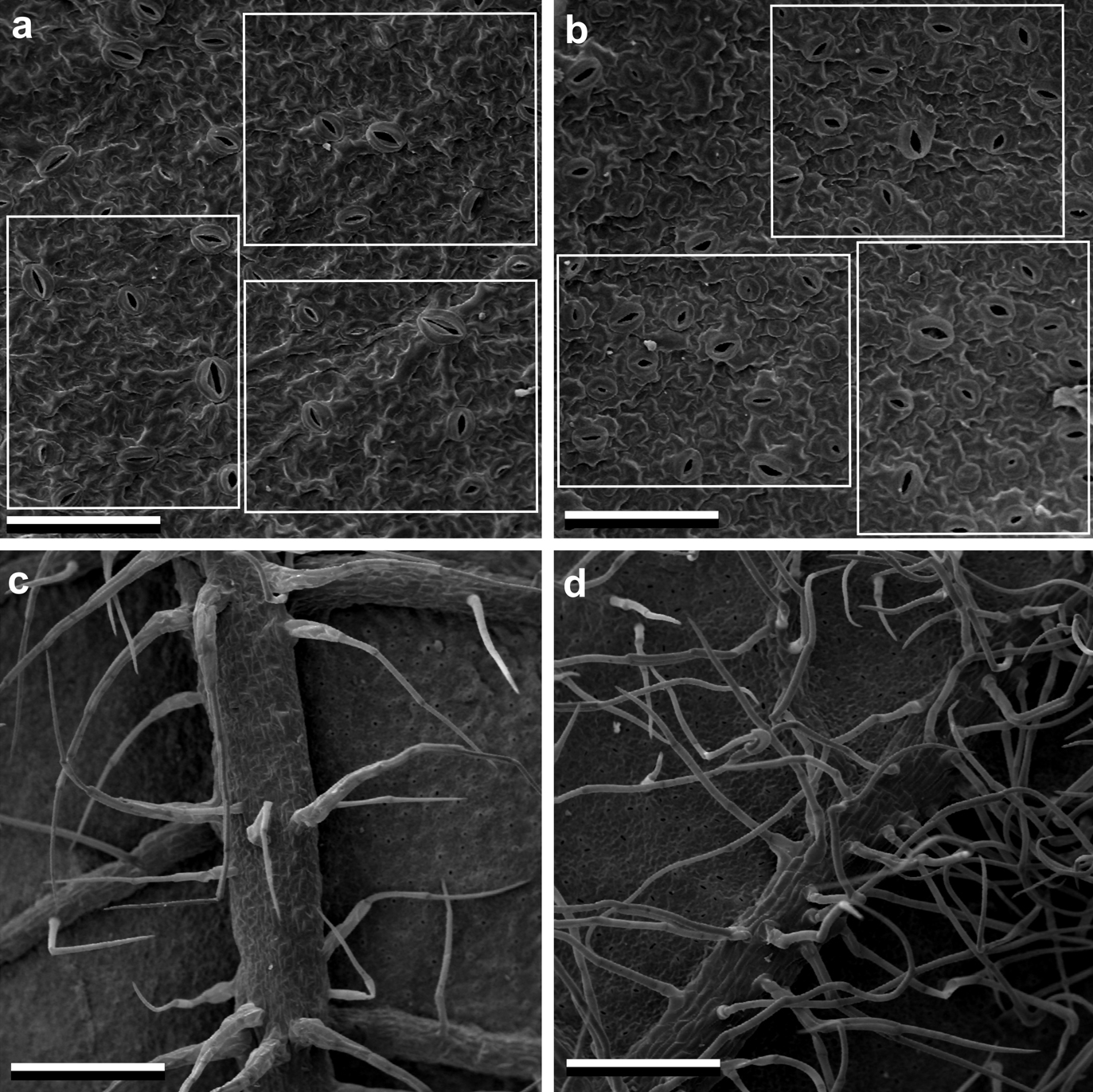 Fig. 1. SEM images of abaxial leaves surface of plantlets germinated from seeds (a, c) and endosperm-derived regenerants (b, d). a, b – epidermis with guard cells; white squares show area of 500 µm2; c, d – vascular veins with leaf hairs. Bars: 130 µm (a, b), 600 µm (c, d).