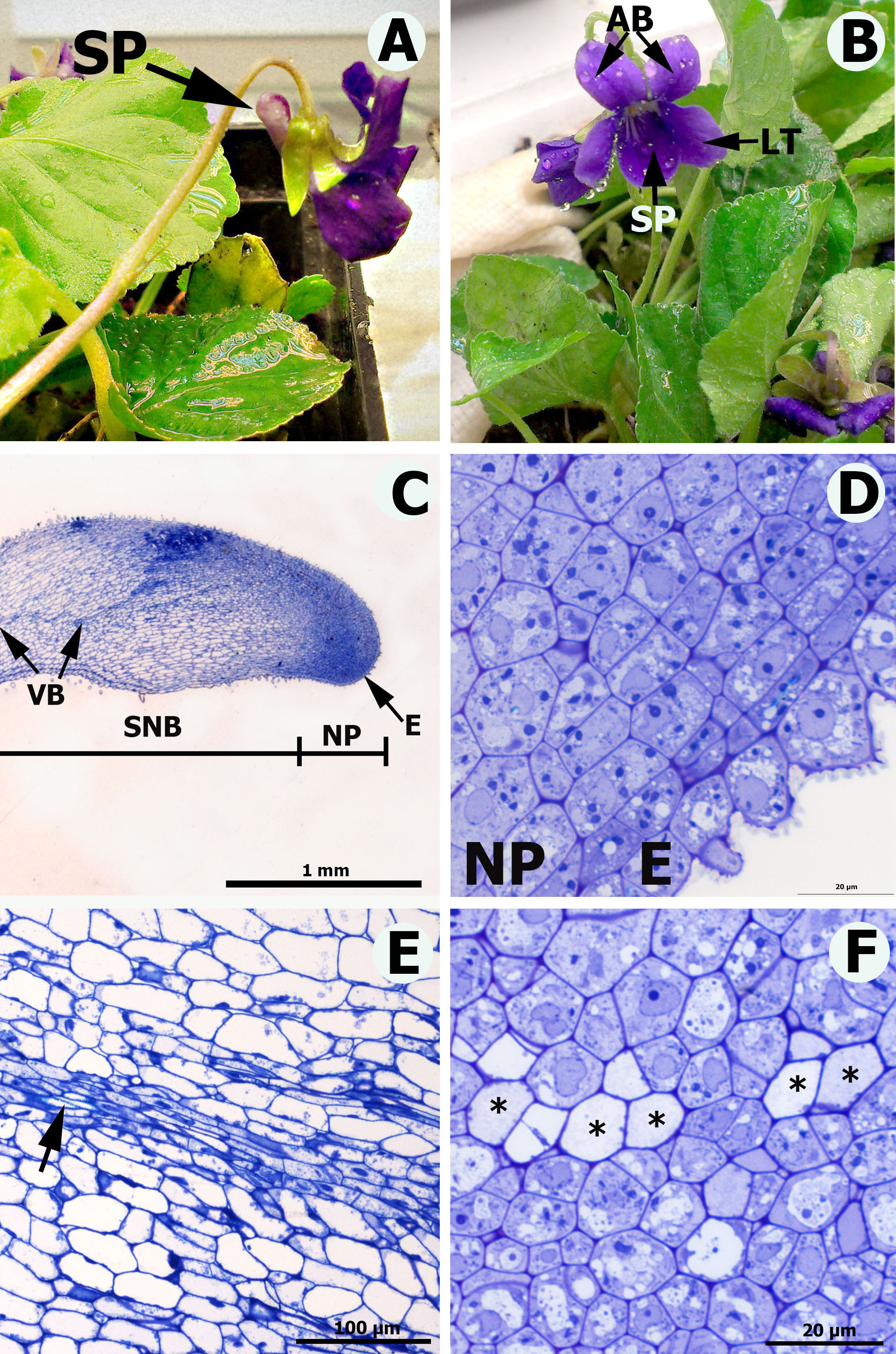 Fig. 1. Viola odorata: A, B – flowers, each made by five sepals of three kinds in shape, two above alike (AB), two on each side alike (LT) and one that has a spur (SP); C – longitudinal section of nectary consisting of epidermis (E), nectary parenchyma (NP) and subnectary parenchyma (SBN) with vascular bundle (VB) (LM, TBO); D – magnification of C, the top part of the nectary including epidermis (E) and nectary parenchyma (NP), note small cells with densely staining cytoplasm; E – subnectary parenchyma with vascular bundle (VB), containing xylem indicated by arrow; F – nectary parenchyma with phloem cells (asterisks).