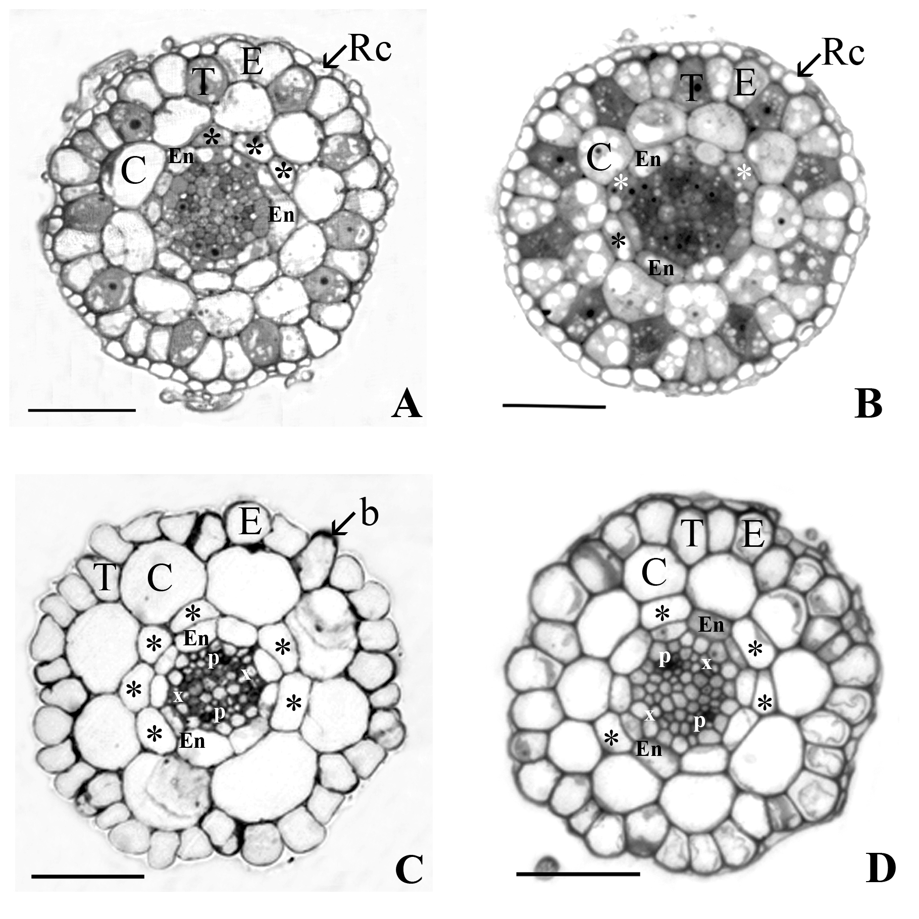 Fig. 1. Cross sections of Arabidopsis primary roots grown on agar medium with 10 µM Zn (A, B) and 1000 µM Zn (C, D). Region of undifferentiated cells in the root of A. halleri, NM population at 500 µm DFT (A), and A. halleri, M population at 300 µm DFT (B). Site of root hair emergence in the roots of A. arenosa NM population at 720 µm DFT (C) and A. halleri, M population at 600 µm DFT (D). Note the middle cortex (MC) cells (asterisks). b – bulge; C – cortex; E – epidermis; En – endodermis; p – phloem pole; Rc – root cap cells; T – trichoblast; x – xylem pole. Bars represent 0.05 mm.