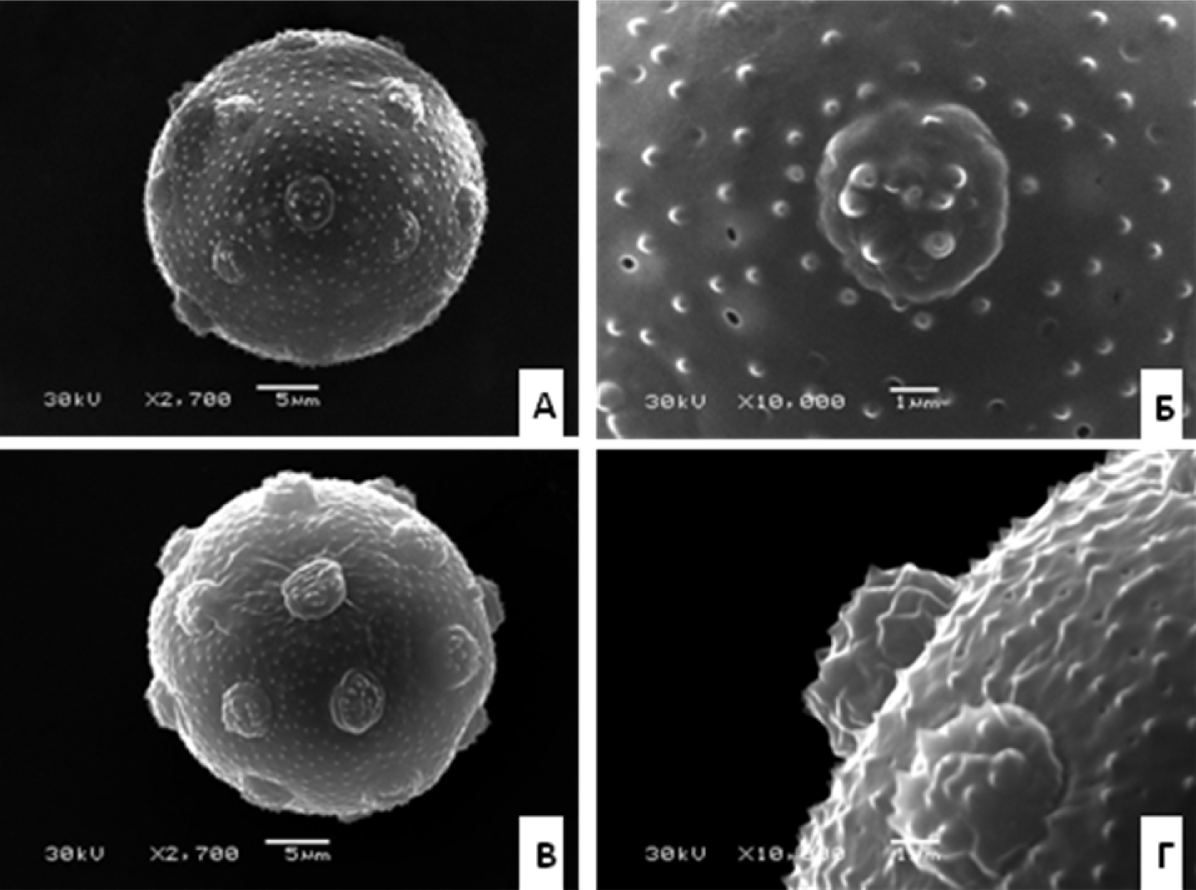 Fig. 2. Pollen grains of Atocion hypanicum (А, Б) and A. compactum (В, Г): А, В – general view; Б, Г – pore.