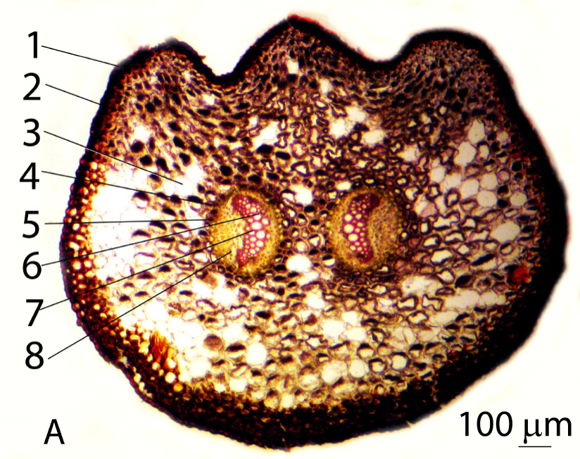 Fig. 3. Cross section through the petiole of A. obovatum subsp. billotii.