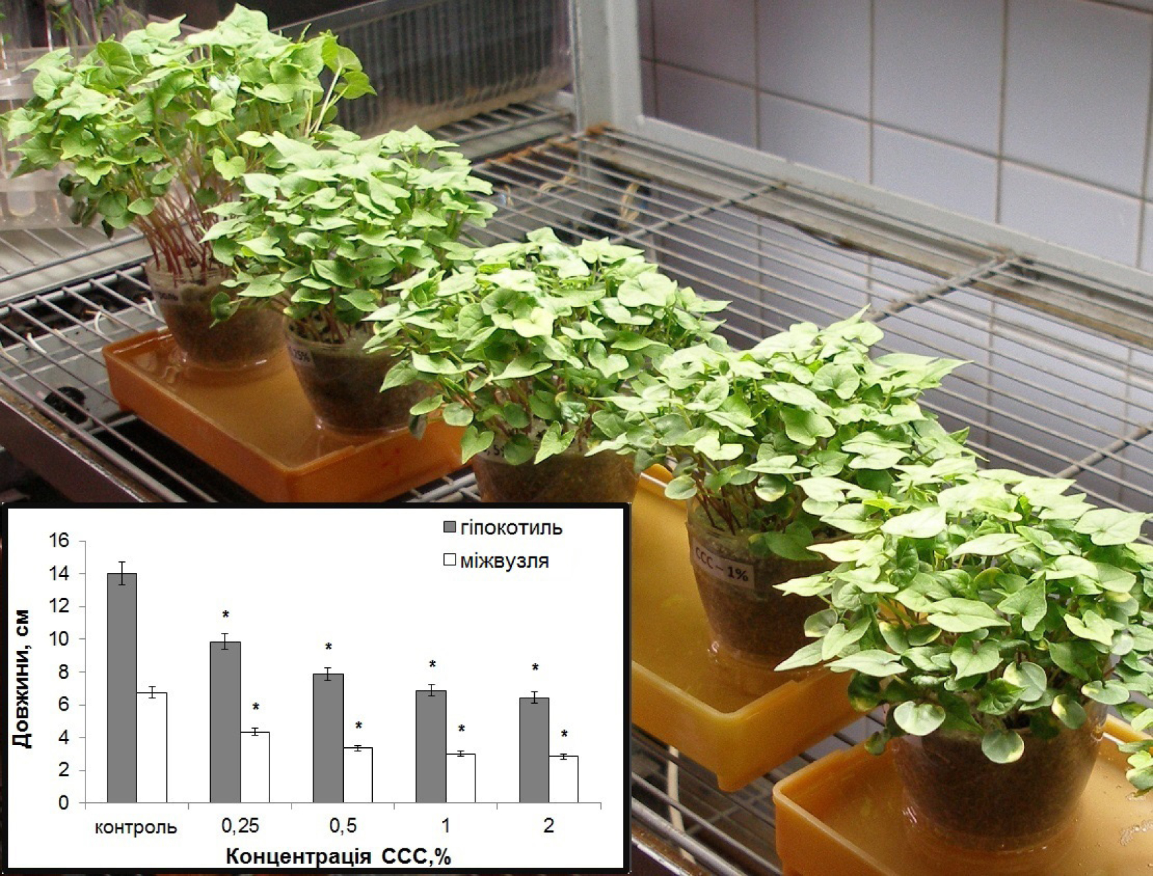 Fig. 1. Hypocotyl and first internode lengths of Fagopyrum esculentum plants at different chlormequat chloride concentrations: * – significant difference at p ≤ 0,05.